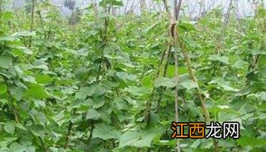 豇豆怎样进行植株调整 豇豆怎样进行植株调整视频