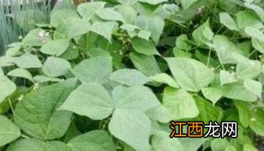 豇豆怎样进行植株调整 豇豆怎样进行植株调整视频