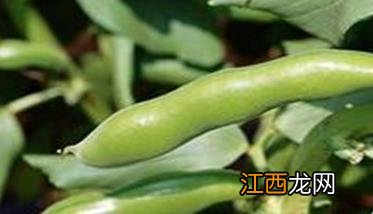 蚕豆夏季种植 反季节蚕豆种植技术与管理方法