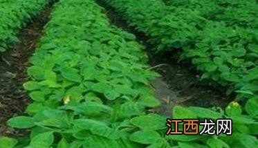 毛豆种植技术与管理 毛豆种植技术和管理技术的四个必知