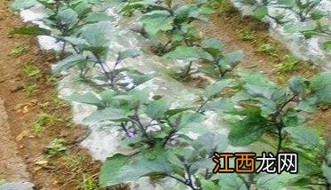 茄子嫁接育苗技术及种植技术 嫁接茄子种植栽培技术