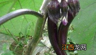 茄子菌核病的症状特点是什么 茄子菌核病的症状特点