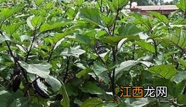 茄子再生栽培技术要点 茄子再生栽培技术要点有哪些