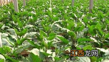 茄子的栽培技术与管理措施 茄子栽培技术与管理要点