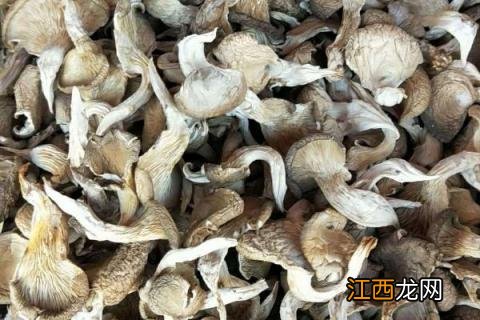 32种菇类品种 32种菇类品种求图片对照