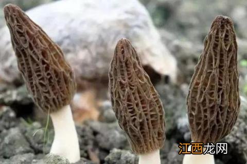 32种菇类品种 32种菇类品种求图片对照