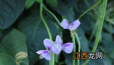 豇豆落花落荚的原因及防治方法是什么 豇豆落花落荚的原因及防治方法