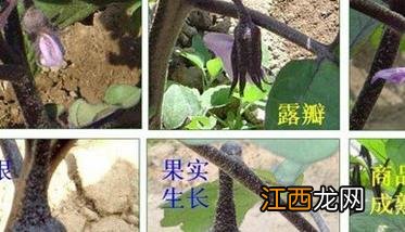 怎样预防茄子结果时得枯萎病 如何预防茄子落花落果