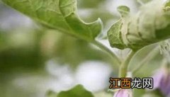 怎样预防茄子结果时得枯萎病 如何预防茄子落花落果