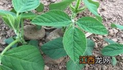 白扁豆种植技术：种植白扁豆的田间管理要点