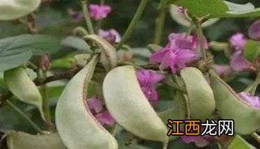 白扁豆种植技术：种植白扁豆的田间管理要点