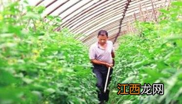 番茄种植管理技术须知的几个要点 番茄种植管理技术须知的几个要点是什么