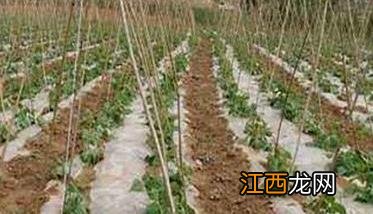 菜豆怎样施肥才能高产 怎样夺取菜豆早熟高产
