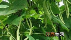 菜豆怎样施肥才能高产 怎样夺取菜豆早熟高产