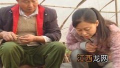 茄子为什么嫁接育苗 茄子嫁接砧木和接穗育苗方法