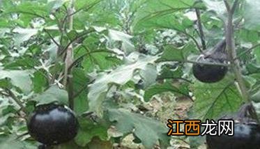 夏季茄子什么时候育苗 夏茄子什么时候育苗