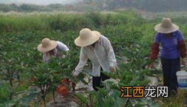 茄子种植管理注意事项 茄子的种植注意事项