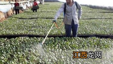 茄子种植管理注意事项 茄子的种植注意事项