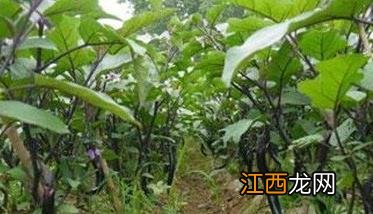 日光温室秋延晚茄子的栽培技术要点 秋延迟茄子种植技术