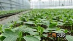 日光温室秋延晚茄子的栽培技术要点 秋延迟茄子种植技术