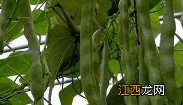 菜豆落花落荚的原因及防治方法、措施