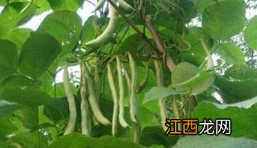 菜豆落花落荚的原因及防治方法、措施