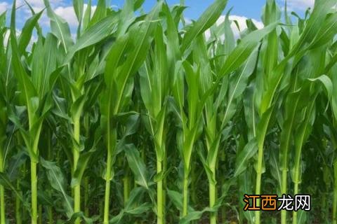 冠玉117玉米品种 冠玉137玉米品种介绍