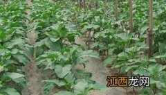 茄子定植注意事项与管理要点 茄子的种植方法和注意事项