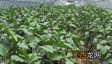 茄子定植注意事项与管理要点 茄子的种植方法和注意事项