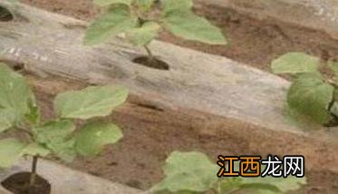 冬春大棚茄子种植高产管理技术 春季大棚茄子种植技术