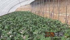 茄子的管理方法视频教程 茄子日常如何管理