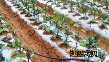 日光温室无公害反季节茄子的栽培技术