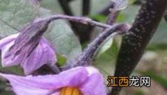 越冬茬茄子落花落果的原因及防治方法