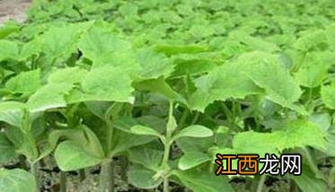 秋茄子种植技术要点与步骤 秋茄子种植技术及时间