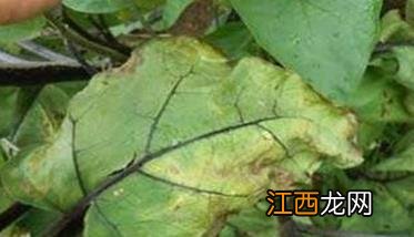 茄子常见虫害与防治方法 秋茄子病虫害的防治方法