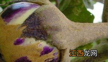 茄子常见虫害与防治方法 秋茄子病虫害的防治方法