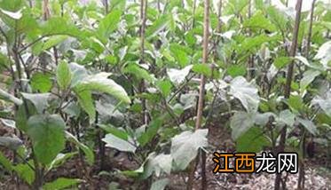 茄子种植时间和方法：如何育苗、定植等