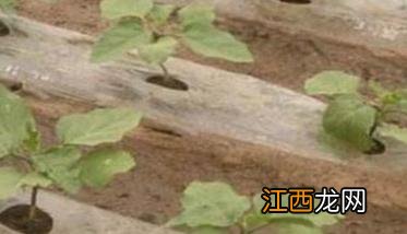 茄子种植时间和方法：如何育苗、定植等