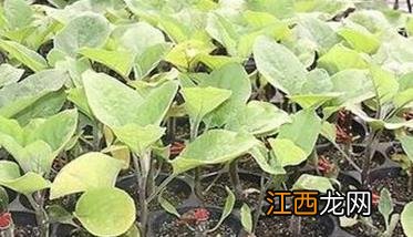 茄子种植时间和方法：如何育苗、定植等