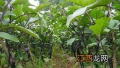 茄子种植时间和方法：如何育苗、定植等