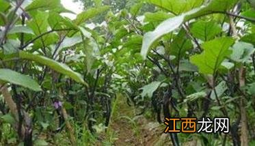 茄子种植时间和方法：如何育苗、定植等