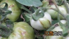 番茄病虫害防治：番茄病毒病、青枯病等