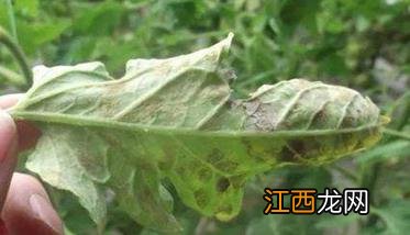 番茄病虫害防治：番茄病毒病、青枯病等