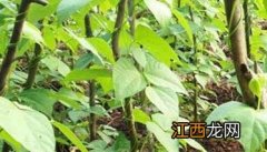 豆角种植时间和温度 豆角种植时间