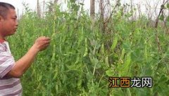 温室菜豆无公害种植方法 温室菜豆无公害种植方法有哪些