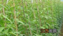 冬季豇豆种植技术 夏季豇豆种植技术与方法