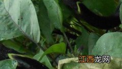 茄子黄萎病防治 茄子黄萎病防治药剂