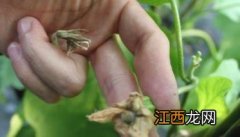 茄子灰霉病防治方法 茄子灰霉病的防治方法