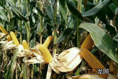 高产玉米种子 高产玉米种