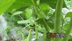 阳台种植四季豆的方法 四季豆怎么栽种